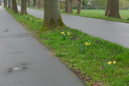 Osterglocken an der Straße In'n Dörp