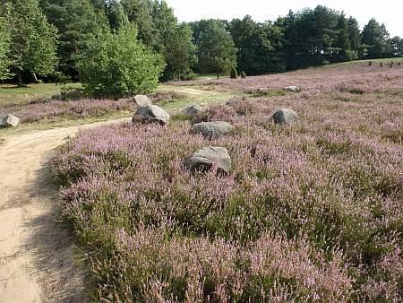 Foto der Heide im Heick Park